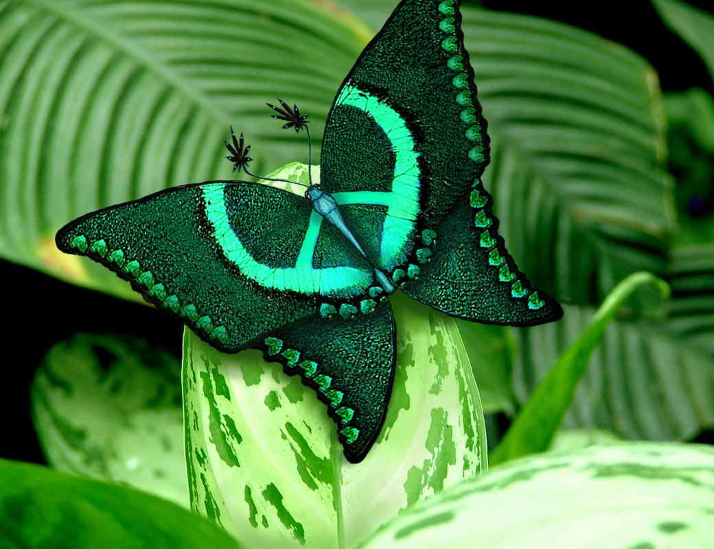 Design Photoshop par Lacenflanl pour DesignCrowd (Community Contests) | Design #9007329