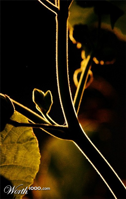 Photography by mandiferd