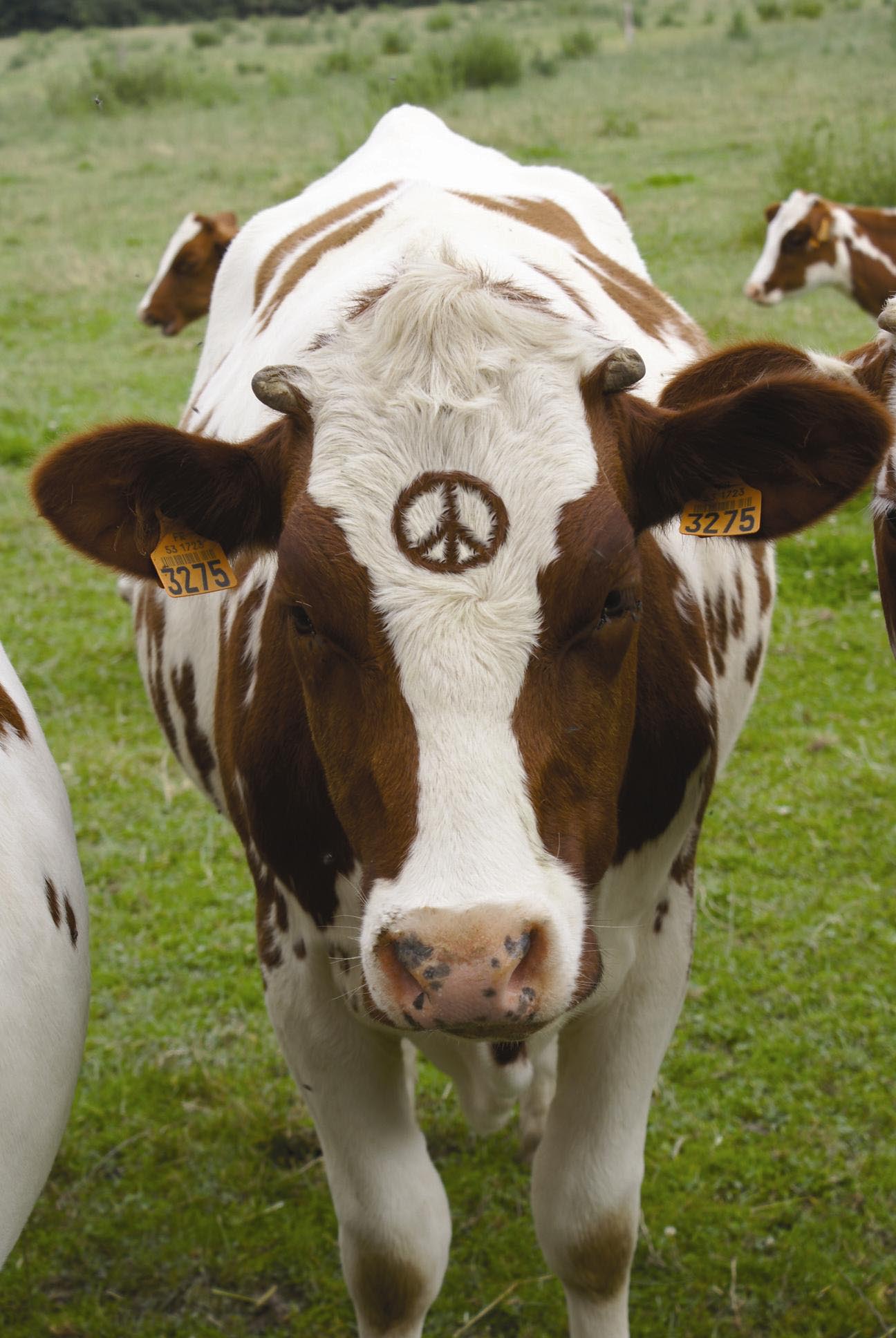 Photoshop-Design von wanderc8 für DesignCrowd (Community Contests) | Design #9007338