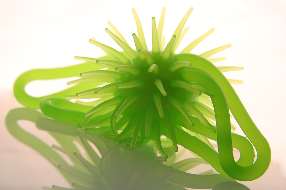 Fotografía por lilhorseebabee para DesignCrowd (Community Contests) | Diseño #9005709