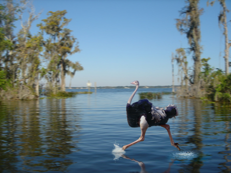 Photoshop Design by Featherlake for DesignCrowd (Community Contests) | Design #9007191