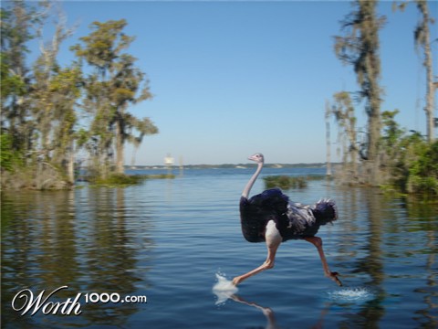 Photoshop Design by Featherlake