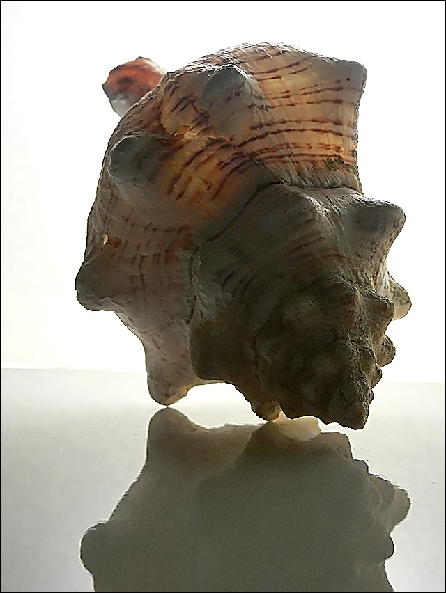 Fotografía por jandreu para DesignCrowd (Community Contests) | Diseño #9005711