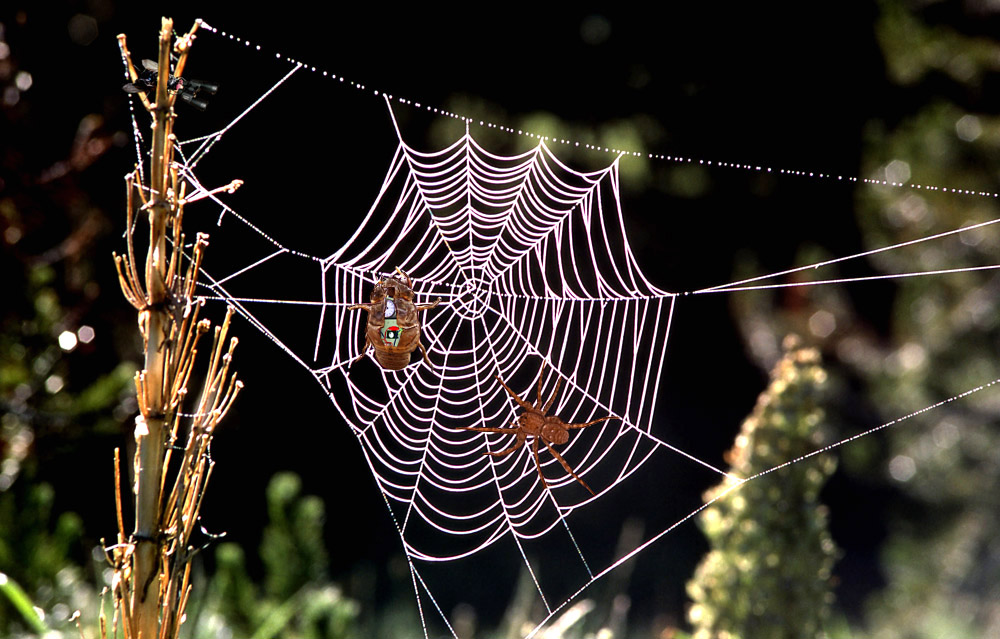 Design Photoshop par mizio77 pour DesignCrowd (Community Contests) | Design #9007320