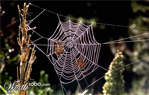 Photoshop Design by mizio77