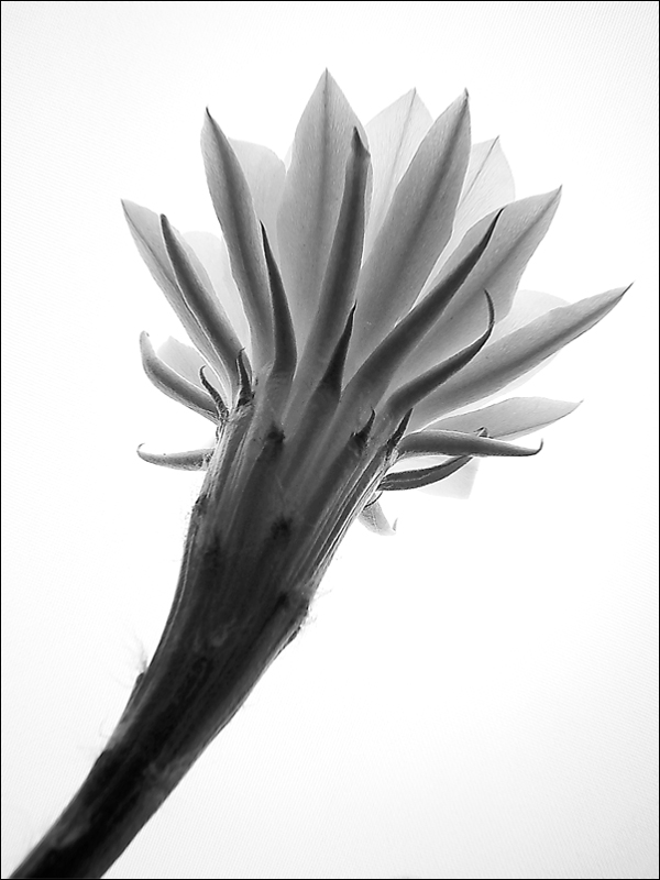 Fotografía por IsleofJura para DesignCrowd (Community Contests) | Diseño #9005719