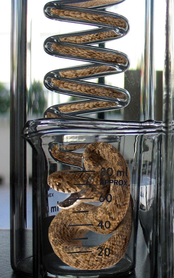 Photoshop Design by Wicked79 for DesignCrowd (Community Contests) | Design #9000769