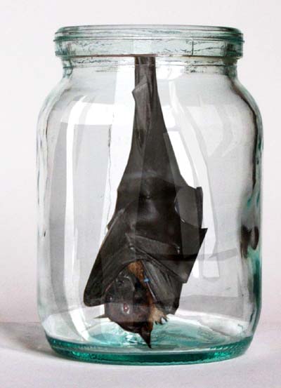 Photoshop-Design von snapdragony für DesignCrowd (Community Contests) | Design #9000786