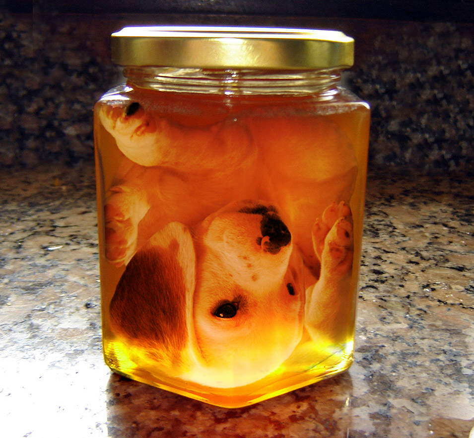 Photoshop Design by RikkieZ for DesignCrowd (Community Contests) | Design #9000792