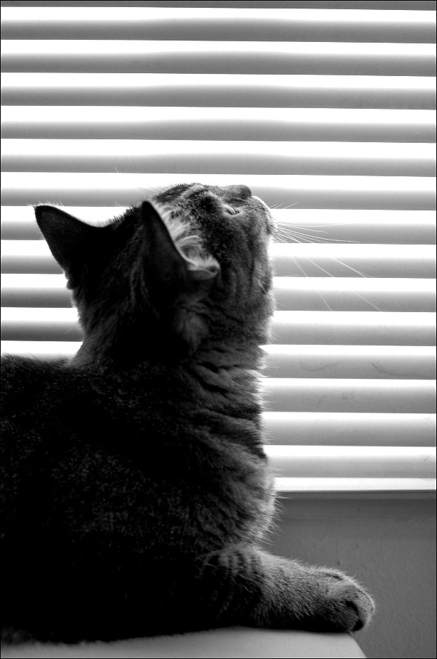 Photography by tlovesd for DesignCrowd (Community Contests) | Design #9005752