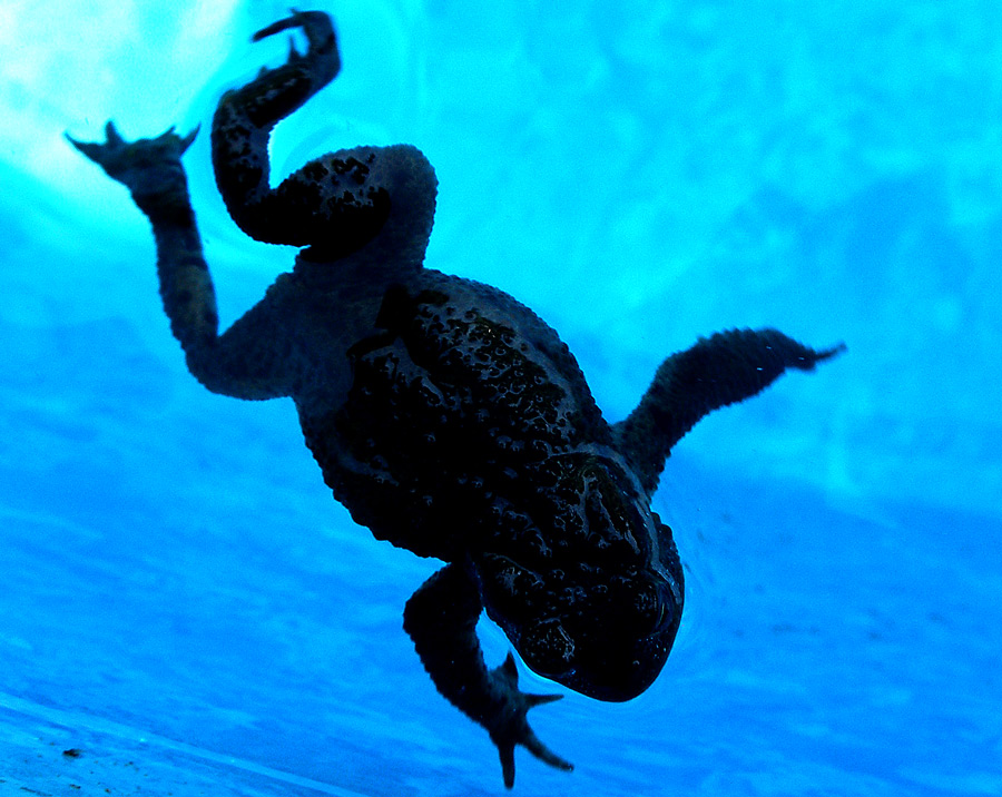 Photography by frevik for DesignCrowd (Community Contests) | Design #9005733