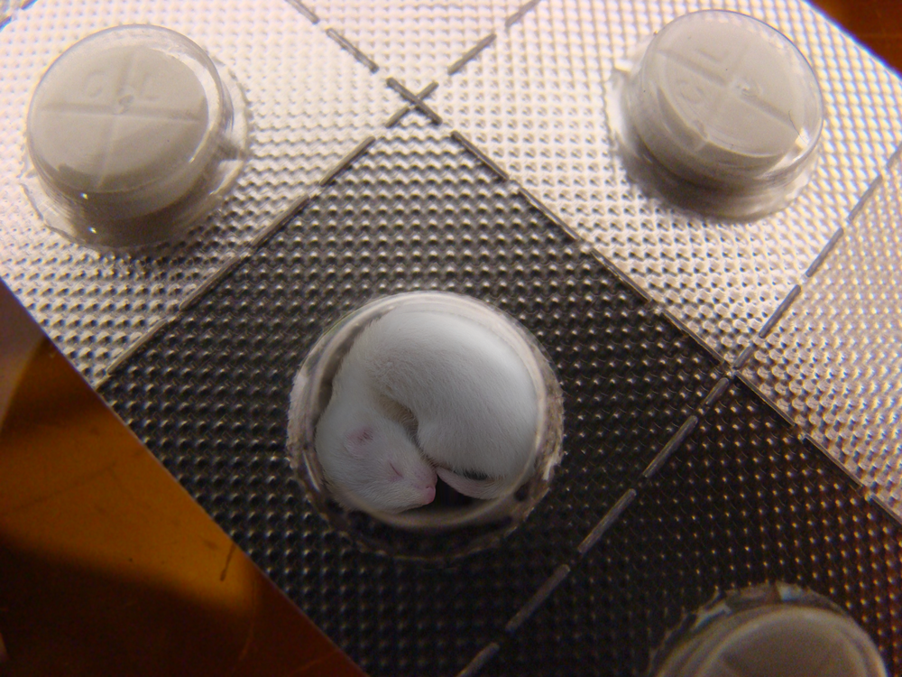 Photoshop Design by ferreccio73 for DesignCrowd (Community Contests) | Design #9000845