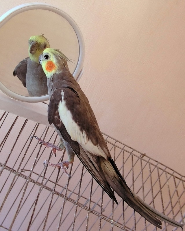 Fotografie von mzmzmzmz für DesignCrowd (Community Contests) | Design #9008688