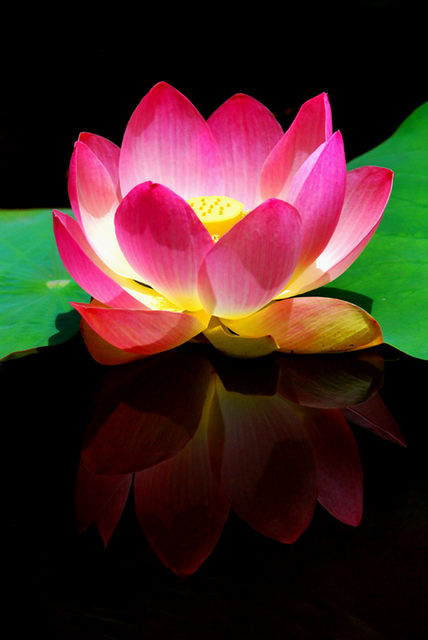 Photography by nowheregirl for DesignCrowd (Community Contests) | Design #9008709