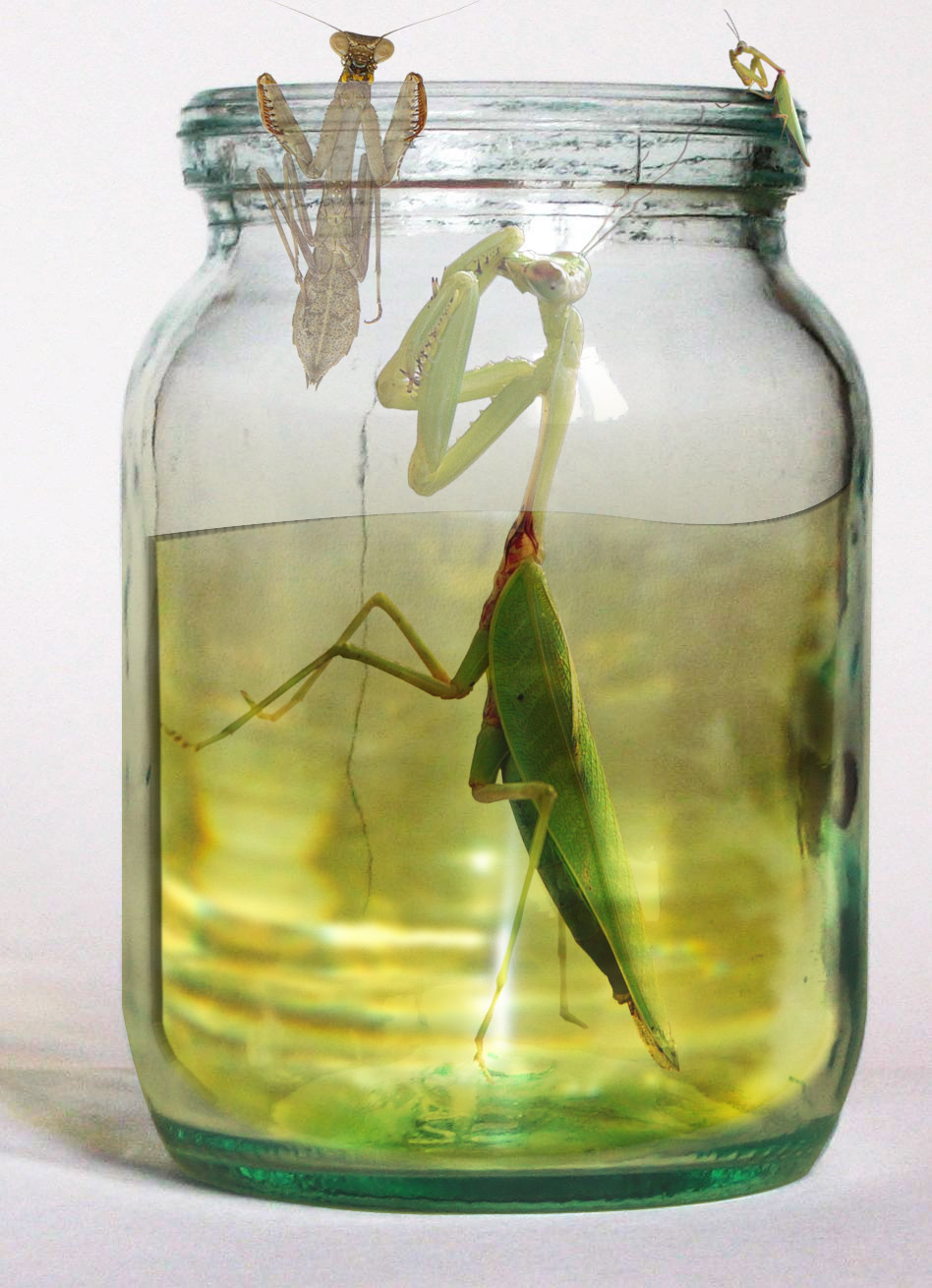 Photoshop Design by lordgilamesh for DesignCrowd (Community Contests) | Design #9002426