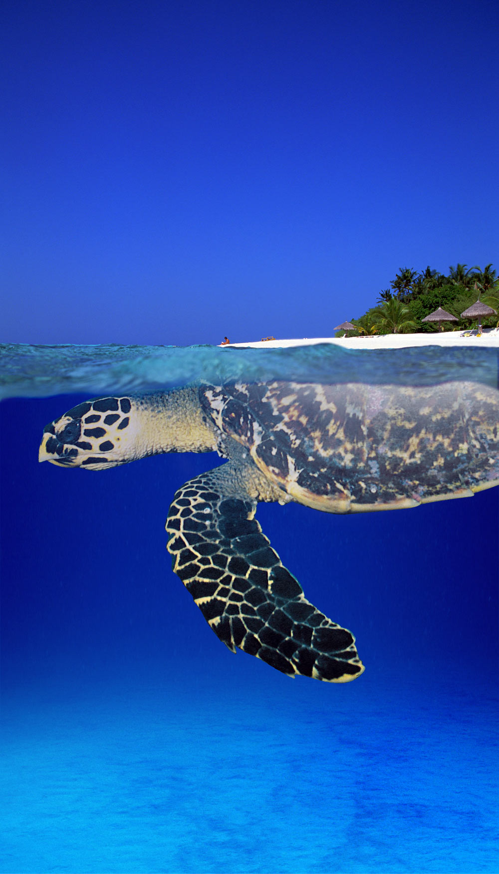 Photoshop Design by CraftLord for DesignCrowd (Community Contests) | Design #9002390