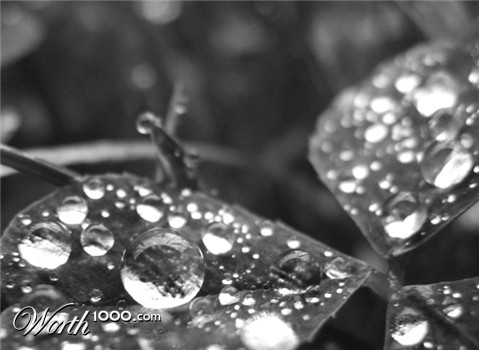Photography by Wishkamon