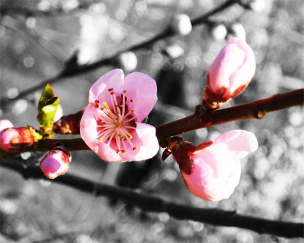 Photography by adri1one for DesignCrowd (Community Contests) | Design #9006426