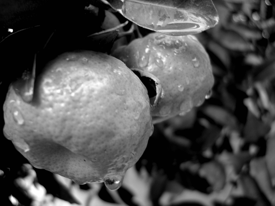 Photography by chrisulloa for DesignCrowd (Community Contests) | Design #9005831