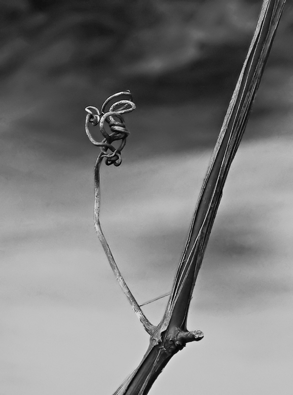 Photography by alicina for DesignCrowd (Community Contests) | Design #9005822