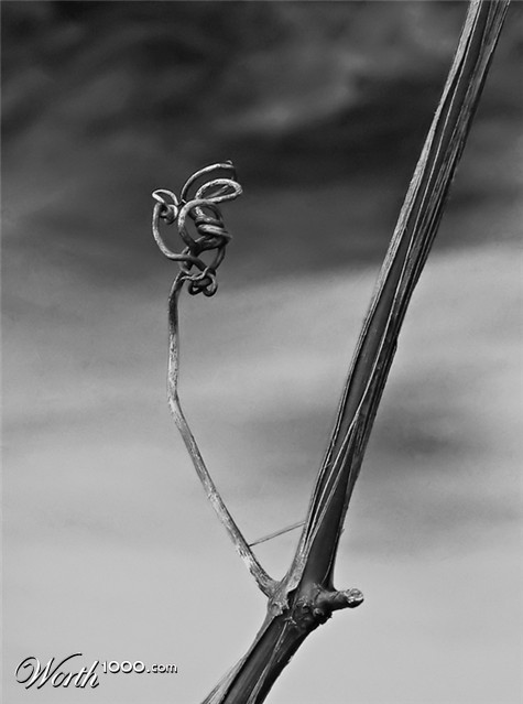 Photography by alicina