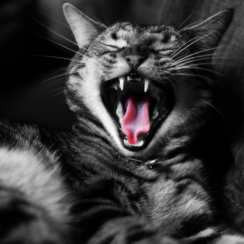 Fotografie von chilledcoder für DesignCrowd (Community Contests) | Design #9006460