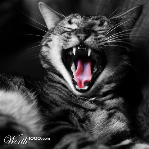 Photography by chilledcoder