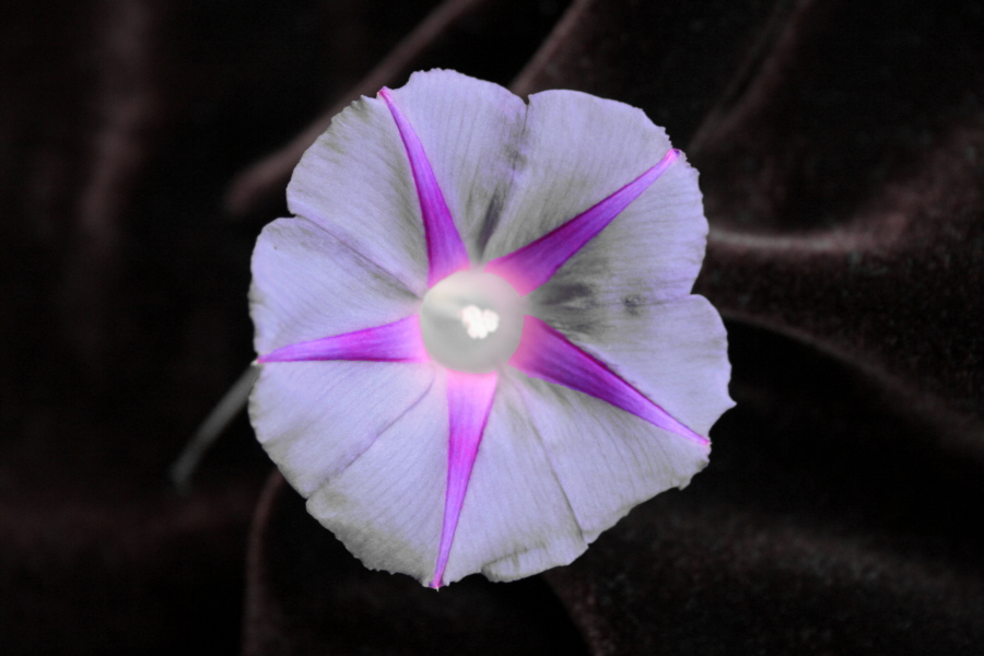 Photography by brakwaater for DesignCrowd (Community Contests) | Design #9006468