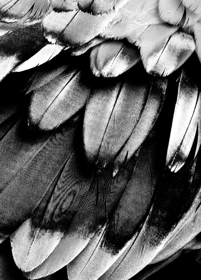 Photographie par Viciousvixievenus pour DesignCrowd (Community Contests) | Design #9005889