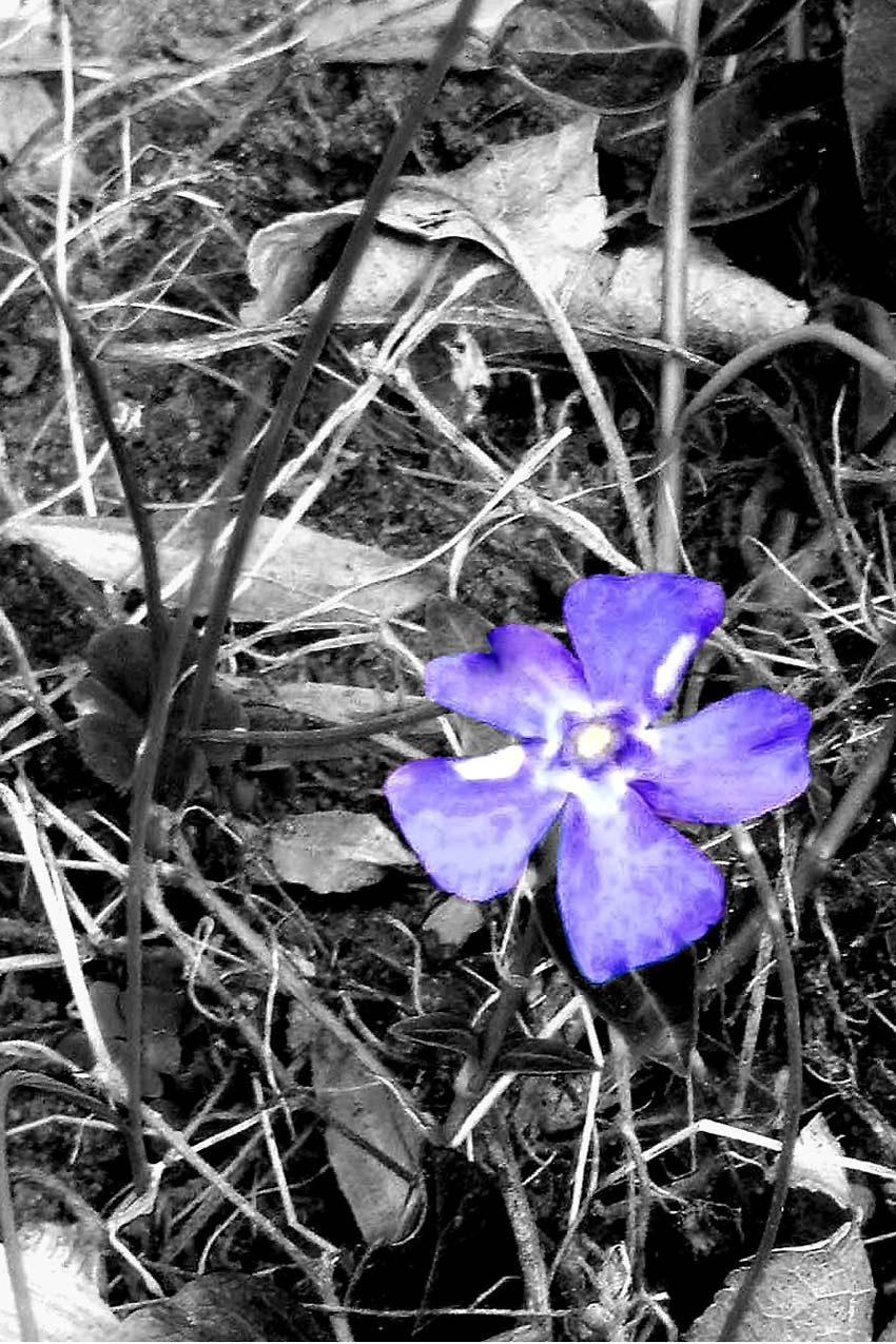 Photographie par LaylaBlue pour DesignCrowd (Community Contests) | Design #9006547