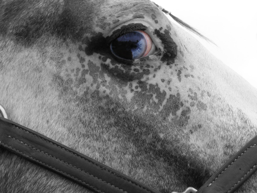 Photography by FamousAsset for DesignCrowd (Community Contests) | Design #9006584