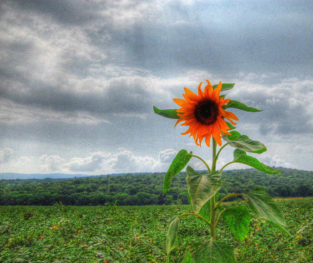 Fotografie von NatashaP für DesignCrowd (Community Contests) | Design #9043563