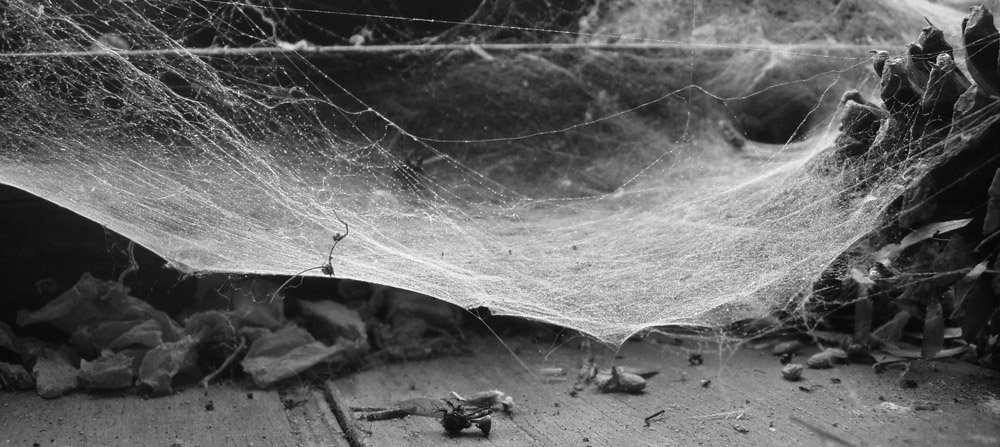 Photography by Nguuju for DesignCrowd (Community Contests) | Design #9005898