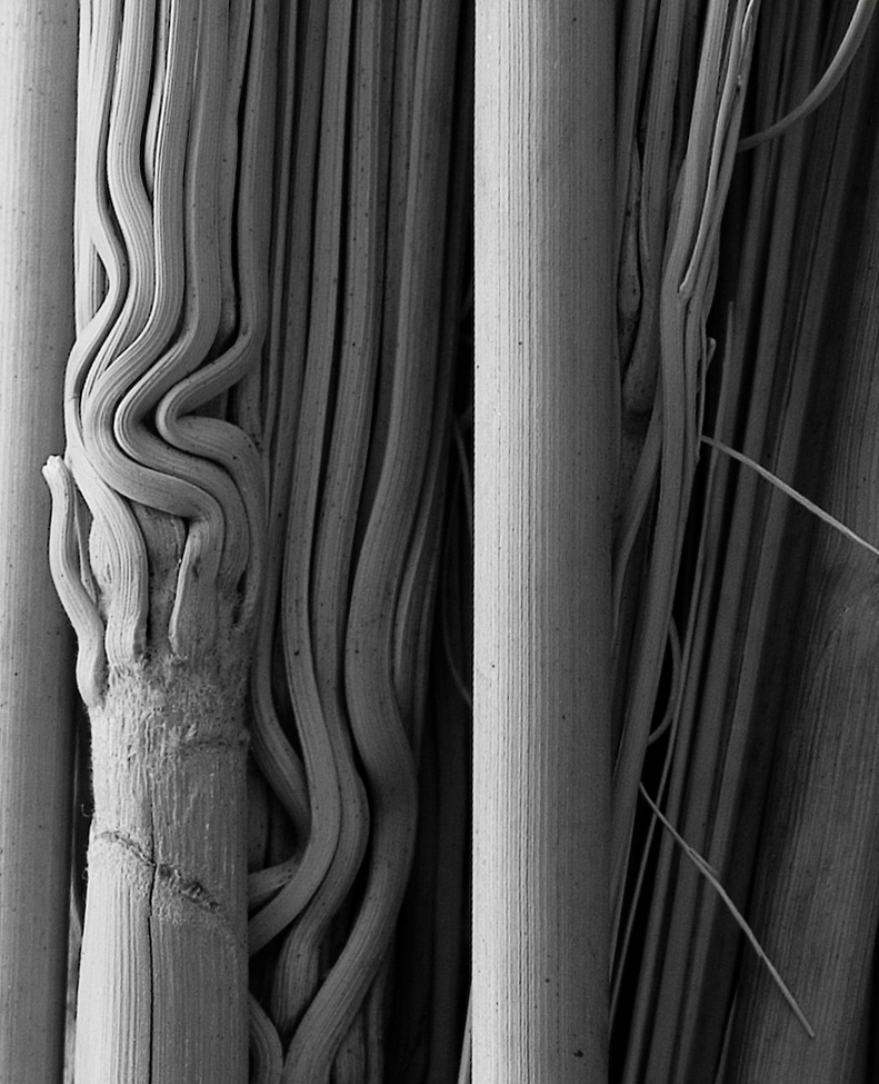 Fotografía por mare53 para DesignCrowd (Community Contests) | Diseño #9005871