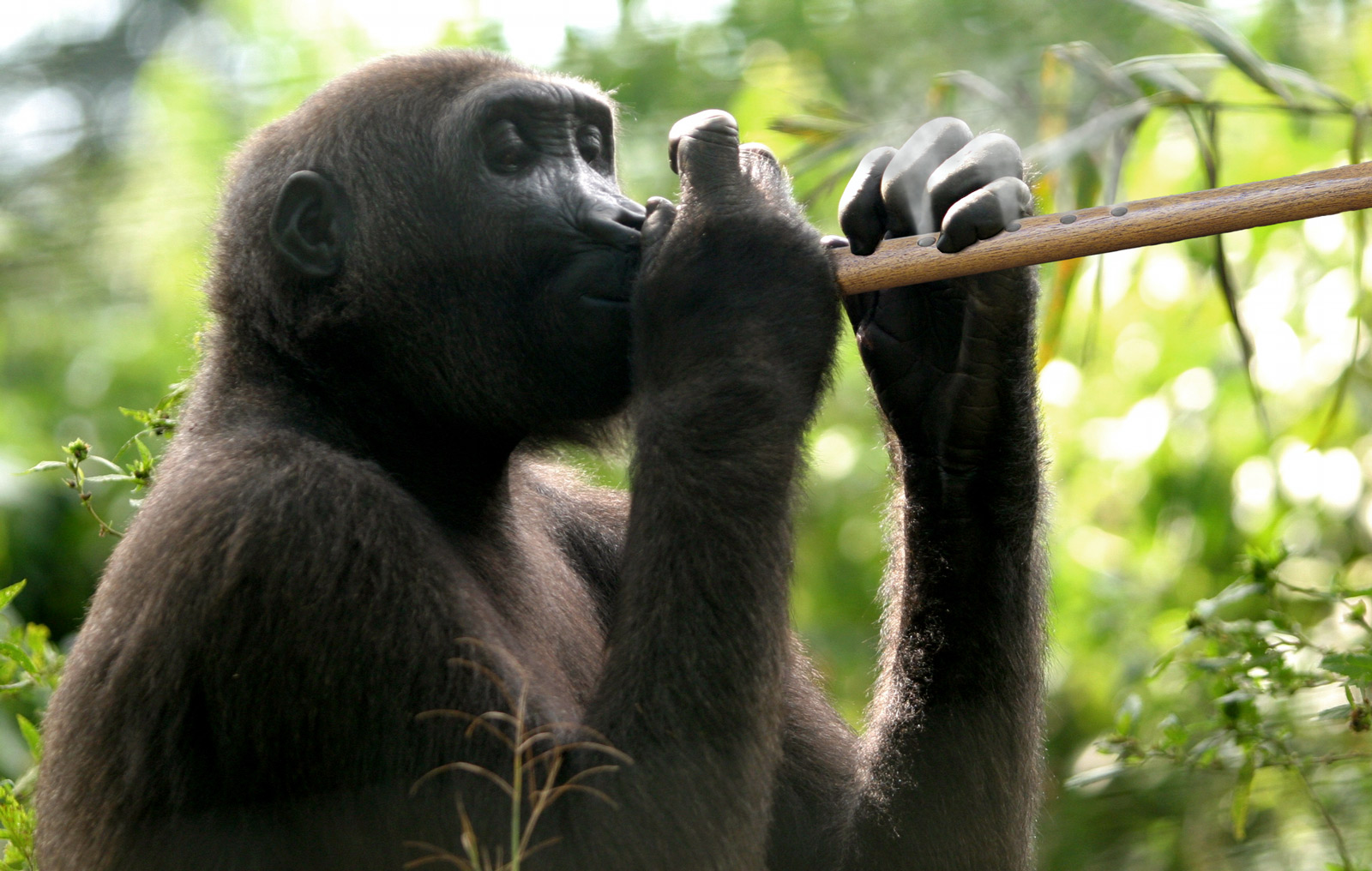 Design Photoshop par MOSCHAMENSCH pour DesignCrowd (Community Contests) | Design #9001457