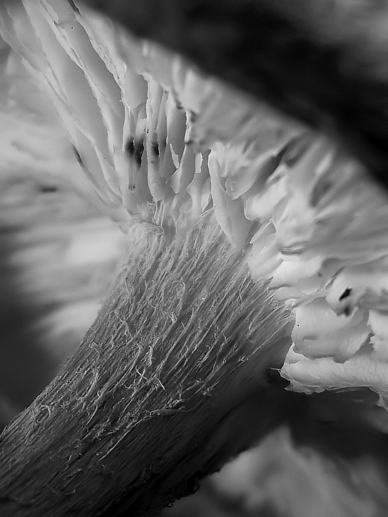 Photographie par Jethrolutt pour DesignCrowd (Community Contests) | Design #9005850
