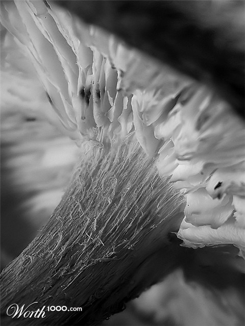 Photography by Jethrolutt