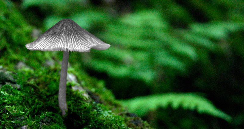 Fotografía por rdchdwck para DesignCrowd (Community Contests) | Diseño #9006485