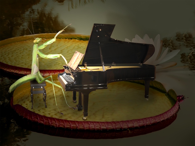 Design Photoshop par serenade pour DesignCrowd (Community Contests) | Design #9001690