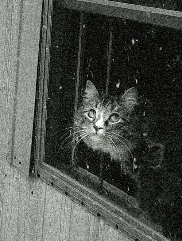 Photographie par emily4real pour DesignCrowd (Community Contests) | Design #9043602