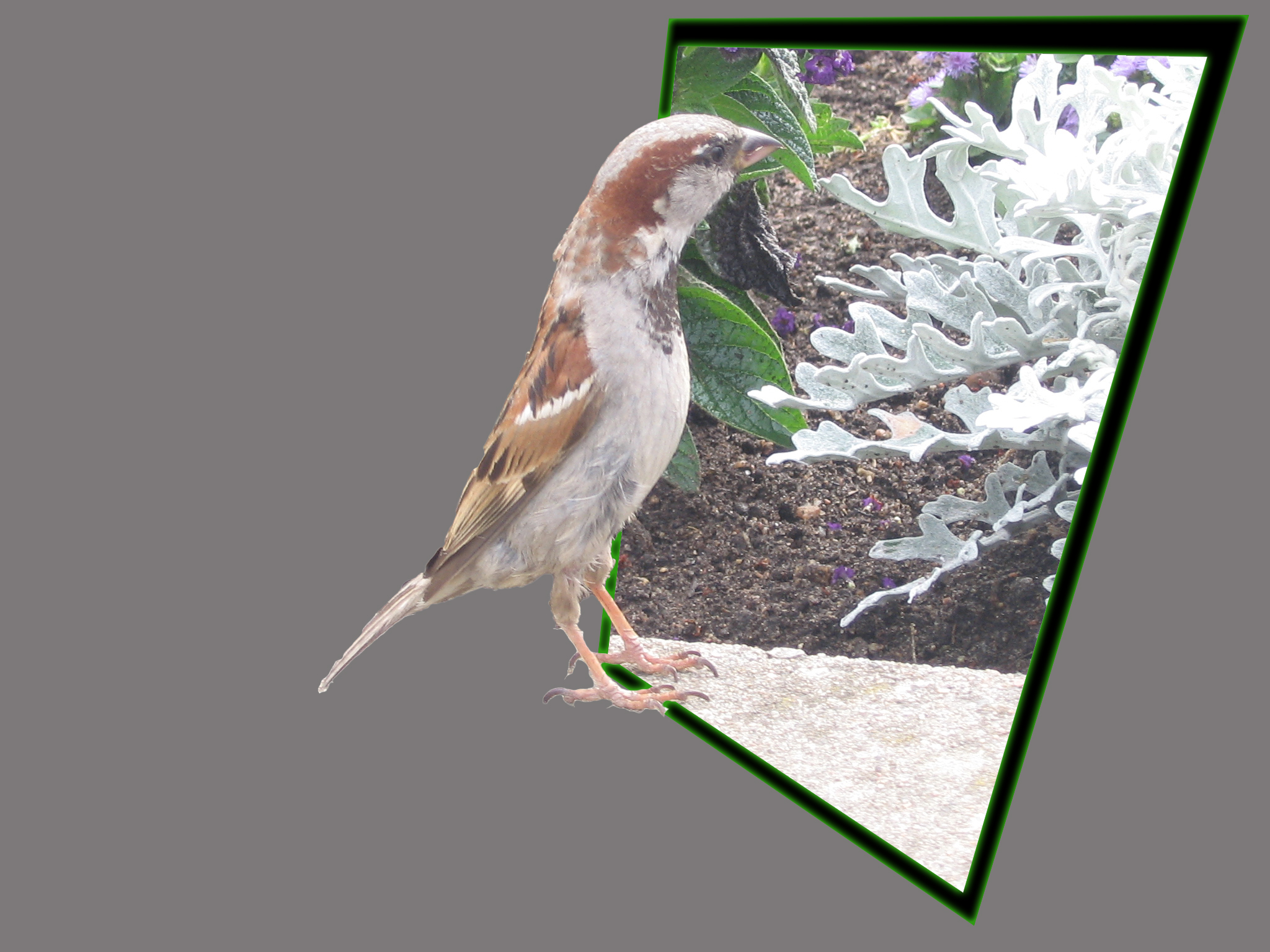 Photoshop Design by shadow1985 for DesignCrowd (Community Contests) | Design #9000835