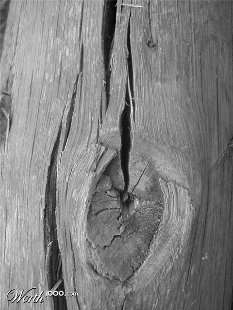 Photography by Jellybellybeans