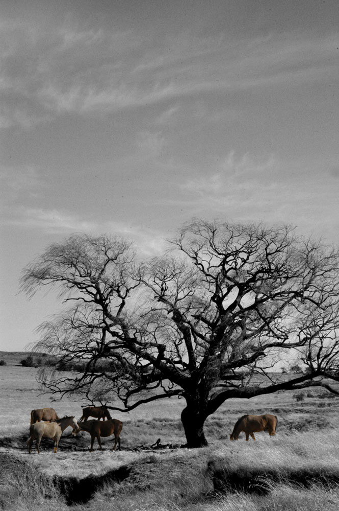 Photographie par skipperw pour DesignCrowd (Community Contests) | Design #9006739