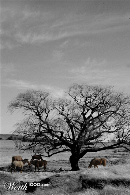 Photography by skipperw