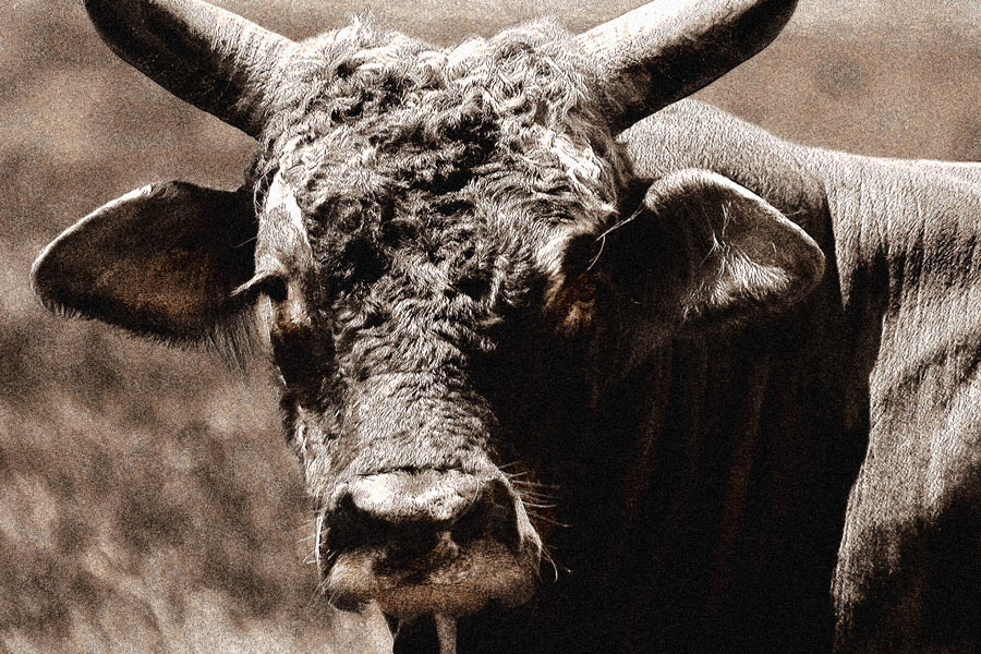 Photographie par Viciousvixievenus pour DesignCrowd (Community Contests) | Design #9043637