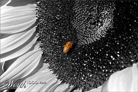 Photography by michelangelo66