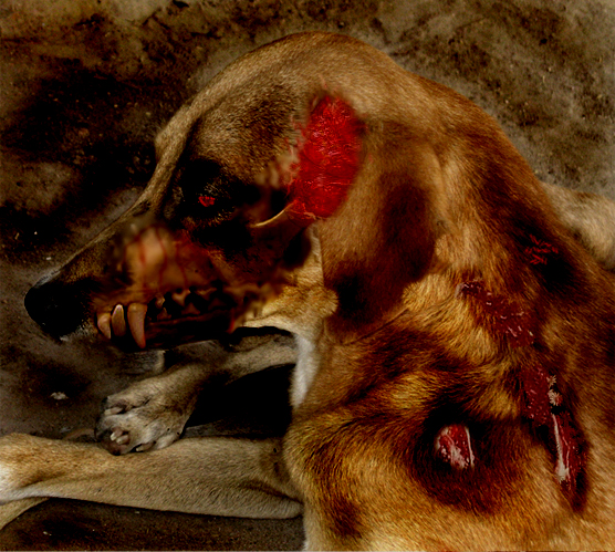 Photoshop Design by joeri1990 for DesignCrowd (Community Contests) | Design #9001290