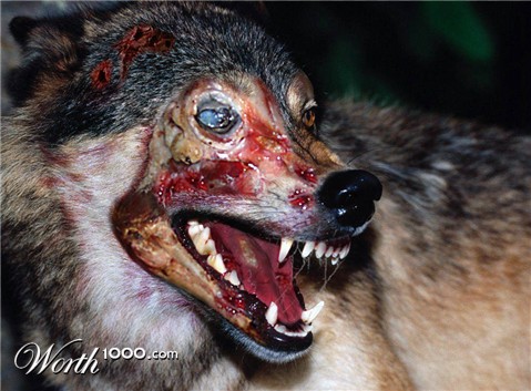 Photoshop Design by zynnya