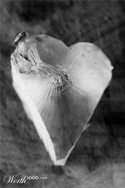 Photography by zozman