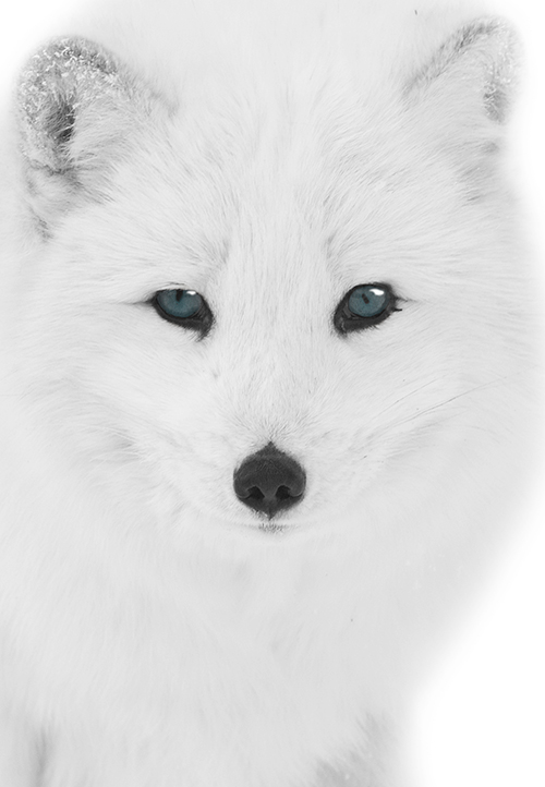 Photography by josephzl for DesignCrowd (Community Contests) | Design #9006610